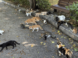 Cats and kittens at the Atatürk Kültür Park