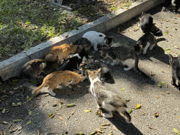 Cats and kittens at the Atatürk Kültür Park