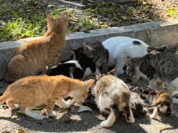 Cats and kittens at the Atatürk Kültür Park