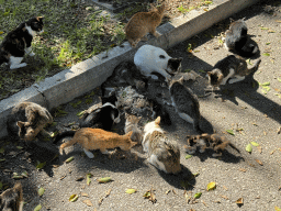 Cats and kittens at the Atatürk Kültür Park