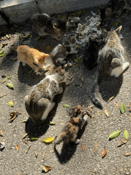 Cats and kittens at the Atatürk Kültür Park