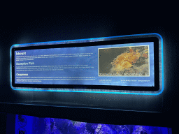 Explanation on the Scorpion Fish at the First Floor of the Aquarium at the Antalya Aquarium