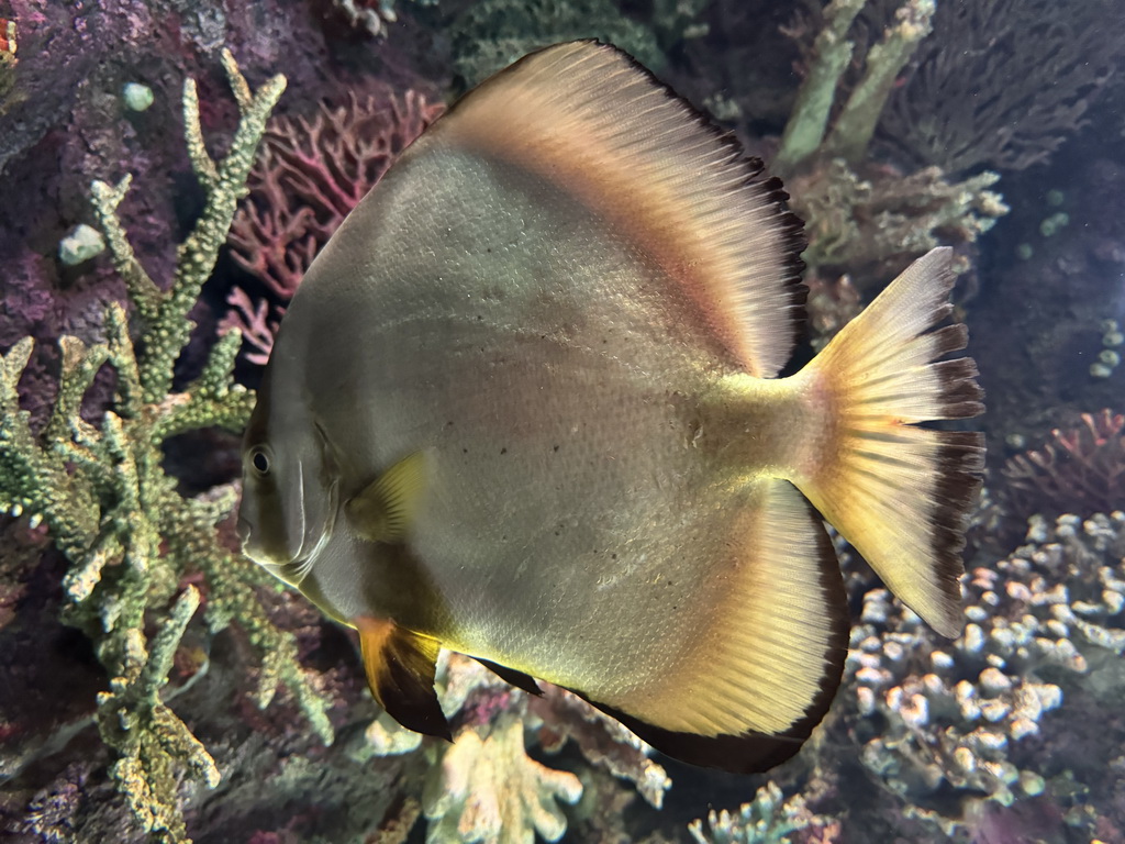 Orbicular Batfish at the First Floor of the Aquarium at the Antalya Aquarium