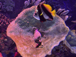 Bannerfish and Sailfin Tang at the First Floor of the Aquarium at the Antalya Aquarium