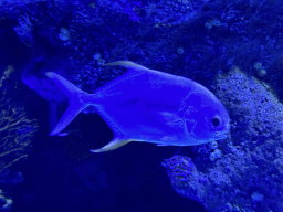 Fish at the First Floor of the Aquarium at the Antalya Aquarium