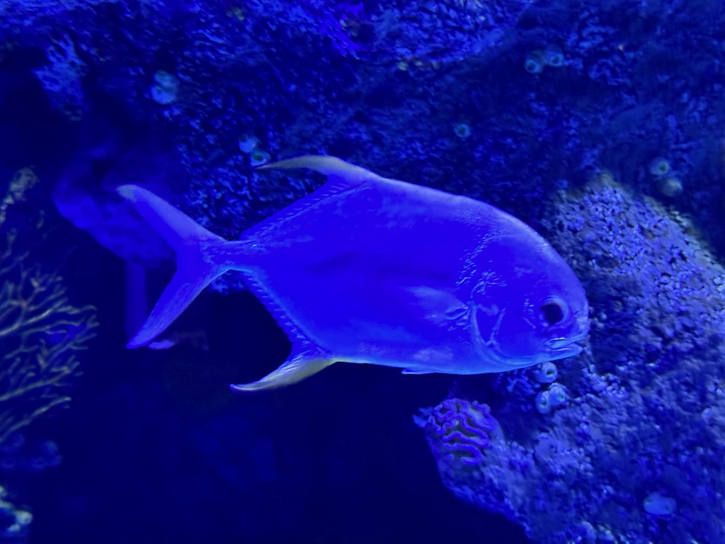 Fish at the First Floor of the Aquarium at the Antalya Aquarium