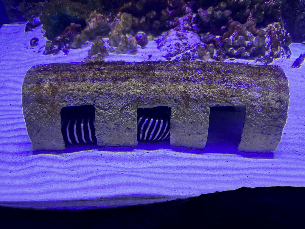 Moray Eel at the First Floor of the Aquarium at the Antalya Aquarium