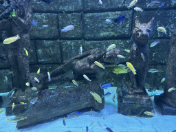 Egyptian statues and fishes at the First Floor of the Aquarium at the Antalya Aquarium
