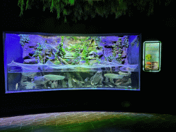 Fishes from the Amazon River at the First Floor of the Aquarium at the Antalya Aquarium, with information