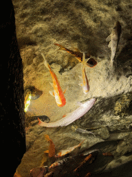 Koi at the First Floor of the Aquarium at the Antalya Aquarium