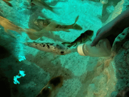 Max bottle feeding Koi at the First Floor of the Aquarium at the Antalya Aquarium