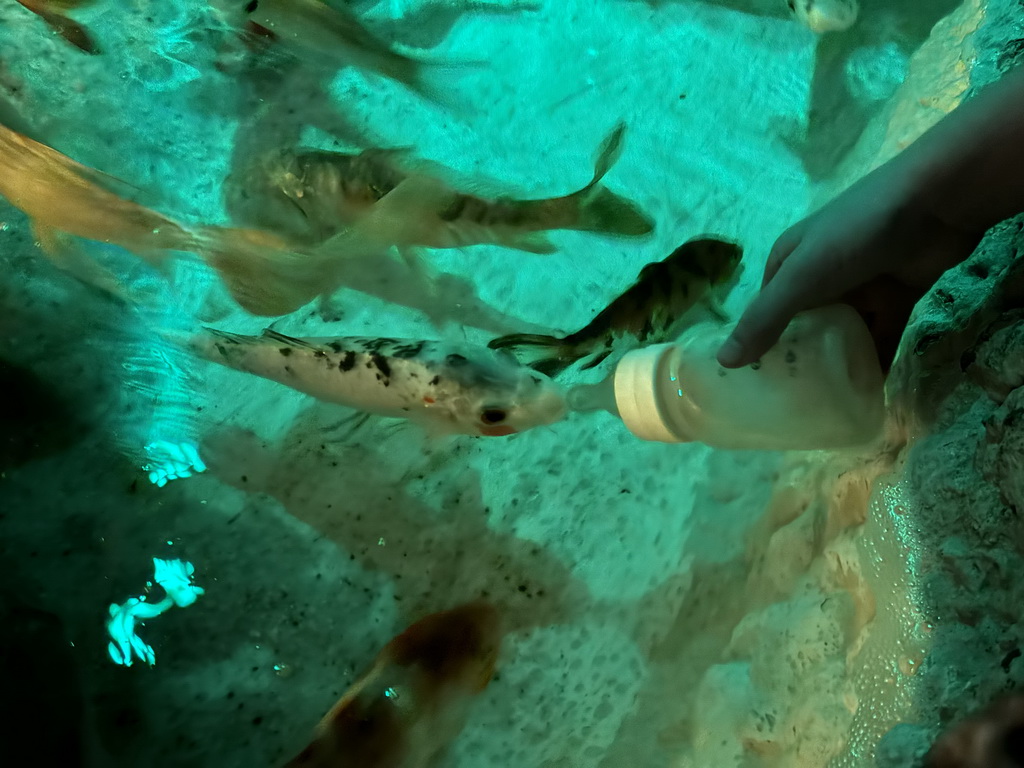 Max bottle feeding Koi at the First Floor of the Aquarium at the Antalya Aquarium