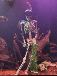 Skeleton and Piranhas at the First Floor of the Aquarium at the Antalya Aquarium