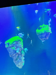 Angelfishes at the First Floor of the Aquarium at the Antalya Aquarium