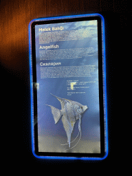 Information on the Angelfish at the First Floor of the Aquarium at the Antalya Aquarium