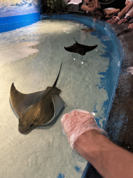 Tim feeding Stingrays at the First Floor of the Aquarium at the Antalya Aquarium