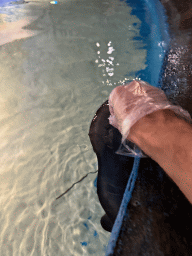 Tim feeding a Stingray at the First Floor of the Aquarium at the Antalya Aquarium