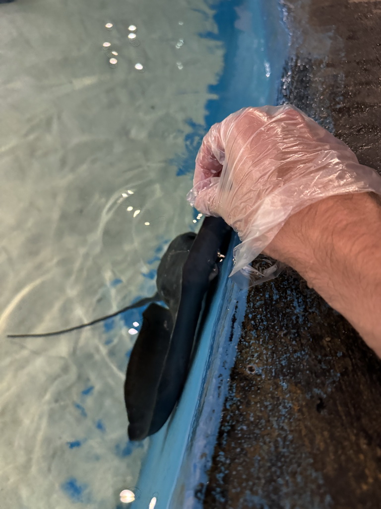 Tim feeding a Stingray at the First Floor of the Aquarium at the Antalya Aquarium