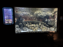 Fishes from the Sea of Marmara at the First Floor of the Aquarium at the Antalya Aquarium, with information
