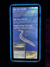Information on the Cay Agzi Channel and its animal species at the First Floor of the Aquarium at the Antalya Aquarium