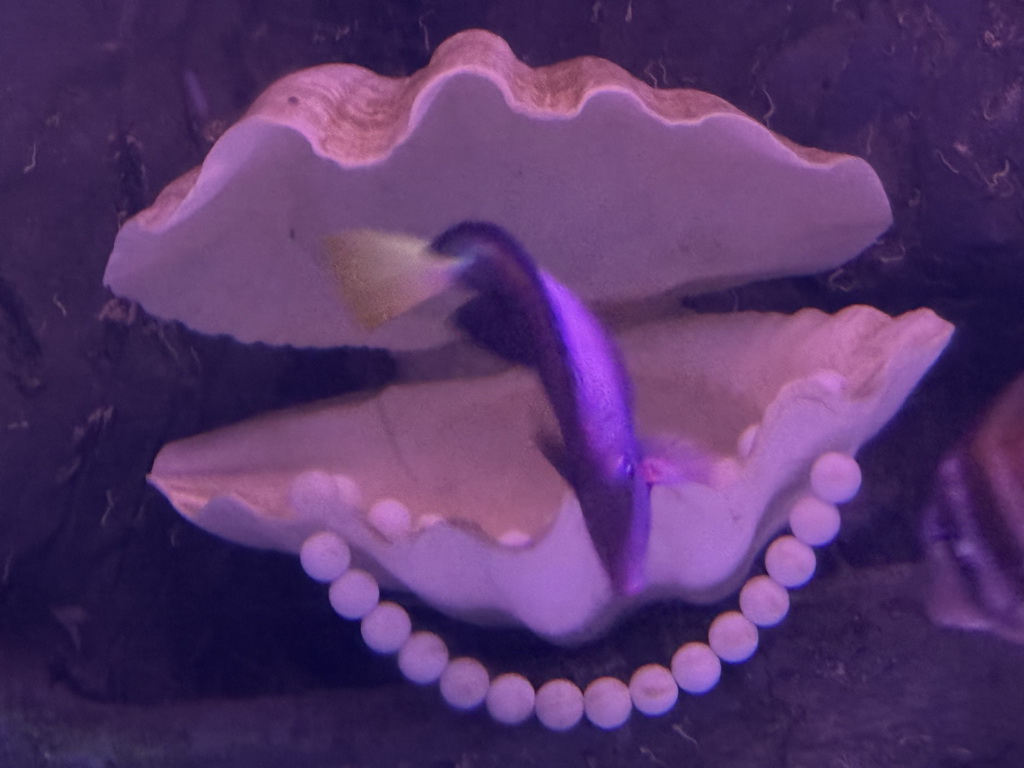 Oyster with string of pearls and fish at the First Floor of the Aquarium at the Antalya Aquarium