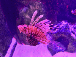 Lionfish at the First Floor of the Aquarium at the Antalya Aquarium