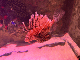 Lionfish at the First Floor of the Aquarium at the Antalya Aquarium