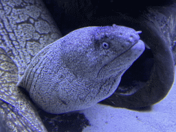 Moray Eel at the First Floor of the Aquarium at the Antalya Aquarium