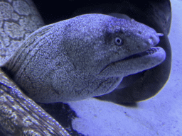 Moray Eel at the First Floor of the Aquarium at the Antalya Aquarium
