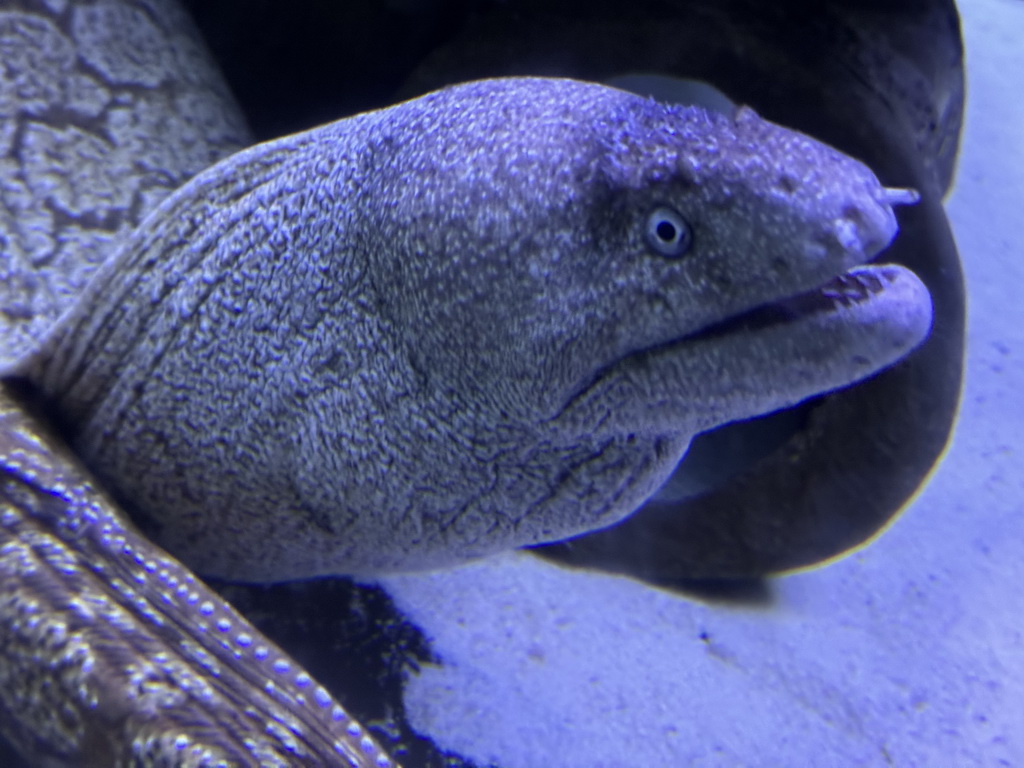 Moray Eel at the First Floor of the Aquarium at the Antalya Aquarium