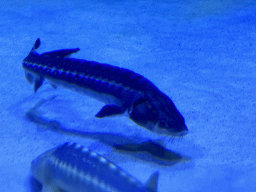 Sturgeon at the First Floor of the Aquarium at the Antalya Aquarium