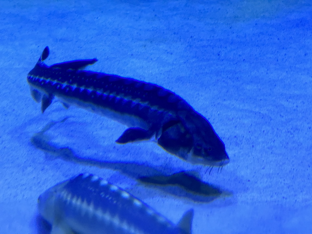 Sturgeon at the First Floor of the Aquarium at the Antalya Aquarium