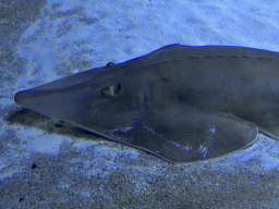 Guitar Shark at the First Floor of the Aquarium at the Antalya Aquarium