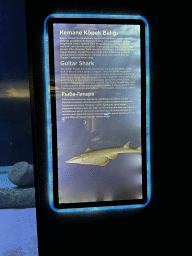 Information on the Guitar Shark at the First Floor of the Aquarium at the Antalya Aquarium