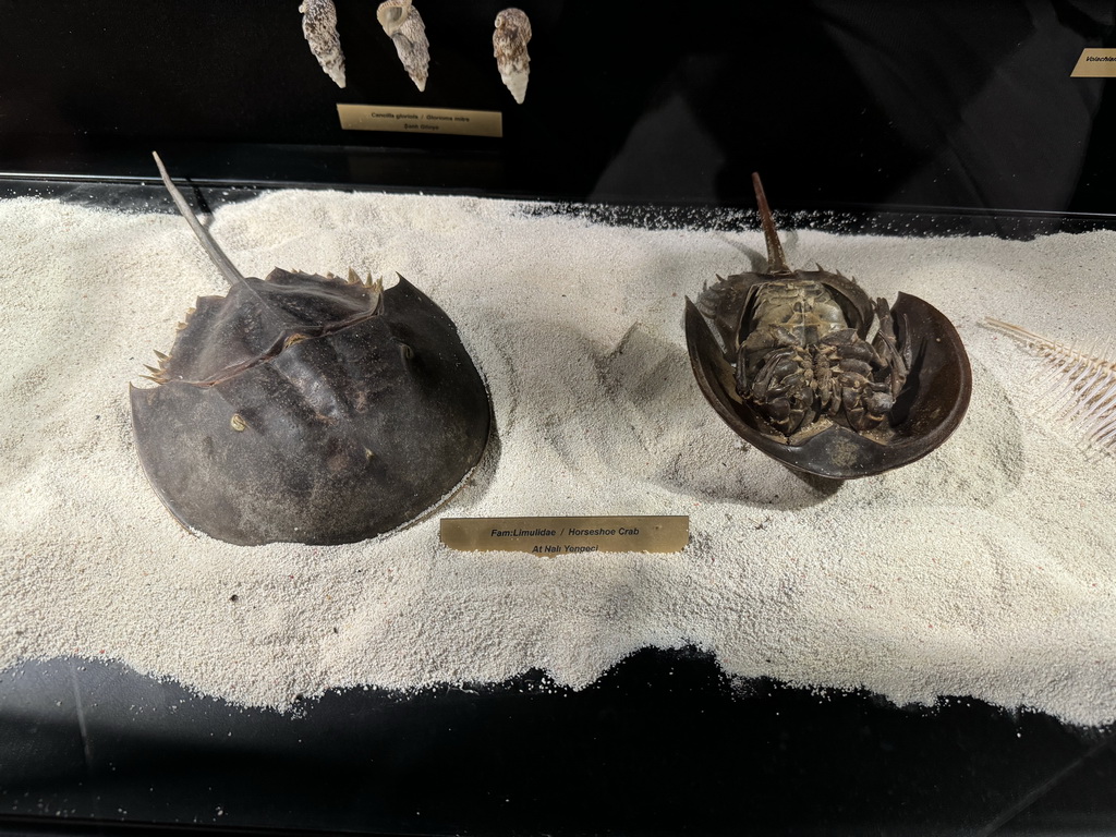 Stuffed Horseshoe Crabs at the First Floor of the Aquarium at the Antalya Aquarium, with explanation