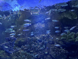 Fishes and coral at the Tropical Seas section of the World`s Biggest Tunnel Aquarium at the Ground Floor of the Aquarium at the Antalya Aquarium