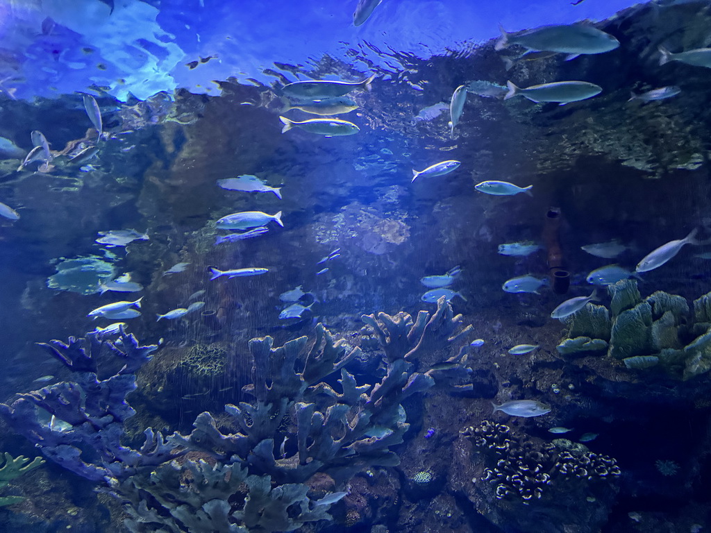 Fishes and coral at the Tropical Seas section of the World`s Biggest Tunnel Aquarium at the Ground Floor of the Aquarium at the Antalya Aquarium