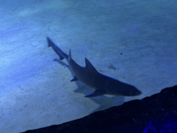 Shark at the Underwater Cave section of the World`s Biggest Tunnel Aquarium at the Ground Floor of the Aquarium at the Antalya Aquarium