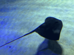 Stingray at the Underwater Cave section of the World`s Biggest Tunnel Aquarium at the Ground Floor of the Aquarium at the Antalya Aquarium