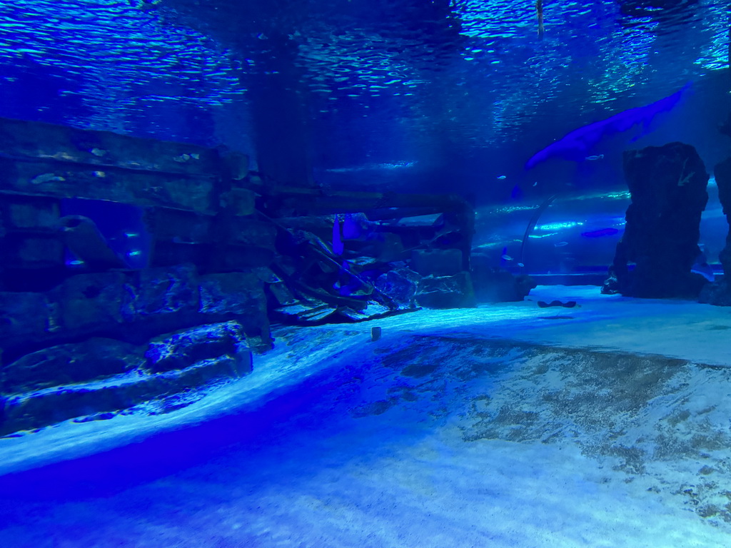 Ruins and Stingray at the Sunken City section of the World`s Biggest Tunnel Aquarium at the Ground Floor of the Aquarium at the Antalya Aquarium