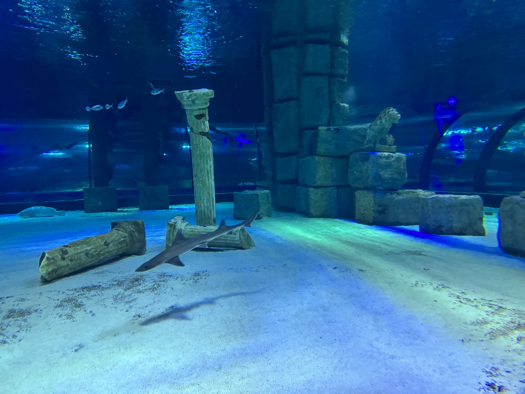 Ruins, Shark and other fishes at the Sunken City section of the World`s Biggest Tunnel Aquarium at the Ground Floor of the Aquarium at the Antalya Aquarium