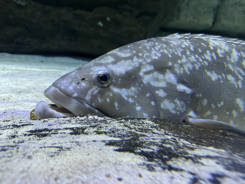 Fish at the Pier Bottom section of the World`s Biggest Tunnel Aquarium at the Ground Floor of the Aquarium at the Antalya Aquarium