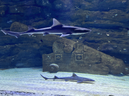 Cannon and Sharks at the Genoese Ship Wreck section of the World`s Biggest Tunnel Aquarium at the Ground Floor of the Aquarium at the Antalya Aquarium