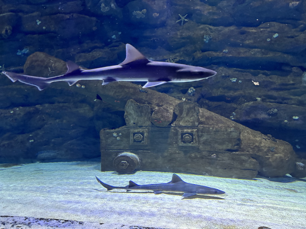 Cannon and Sharks at the Genoese Ship Wreck section of the World`s Biggest Tunnel Aquarium at the Ground Floor of the Aquarium at the Antalya Aquarium