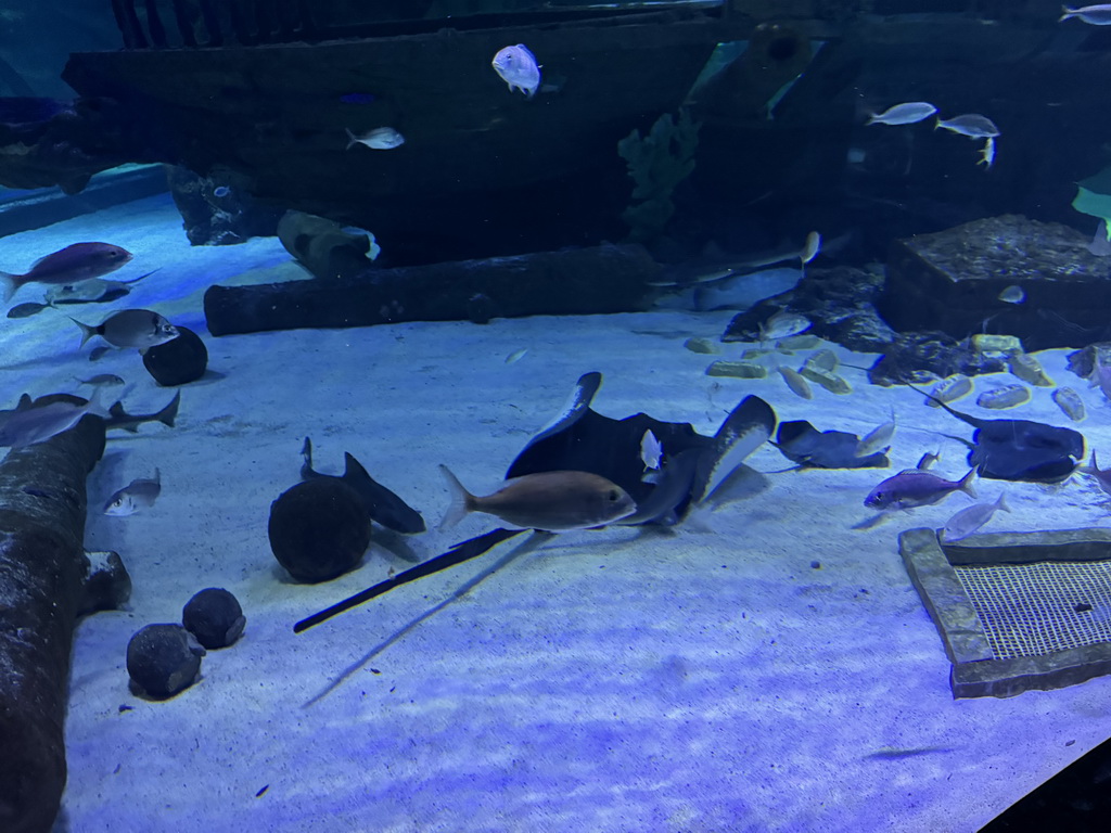 Ship wreck, Stingrays and other fishes at the Genoese Ship Wreck section of the World`s Biggest Tunnel Aquarium at the Ground Floor of the Aquarium at the Antalya Aquarium