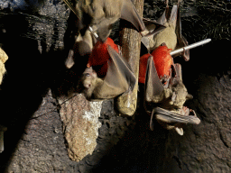 Bats at the WildPark Antalya at the Antalya Aquarium