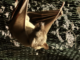 Bat at the WildPark Antalya at the Antalya Aquarium