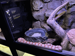 Corn Snake at the WildPark Antalya at the Antalya Aquarium, with explanation