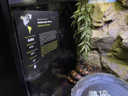 Rainbow Boa Snake at the WildPark Antalya at the Antalya Aquarium, with explanation