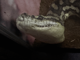 Head of a Snake at the WildPark Antalya at the Antalya Aquarium